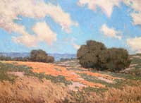 California Poppies
