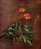 Study of poppies