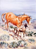 The Pinto Foal