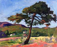 Pine, St. Tropez