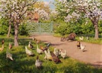 Chickens and turkeys in the garden
