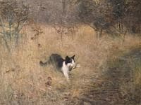 Cat Hunting Birds