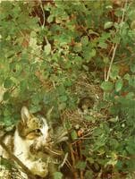 Cat Hunting Birds
