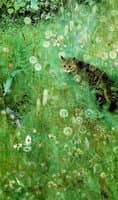Cat in the Summer Meadow