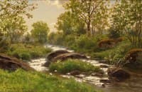 Summer Brook