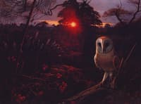 Barn Owl