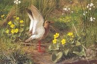 Redshank