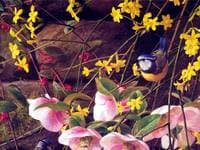 Bluetit