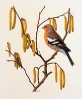 Chaffinch on Hazel Catkins