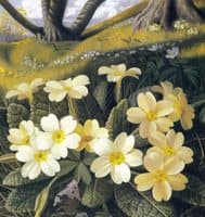 Primrose