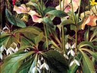 Snowdrops