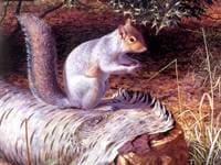 Squirrel