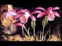 Orchids