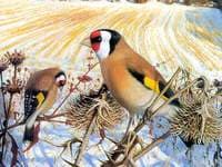 The Goldfinches