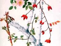 Rosehips