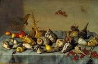 Still life with shells
