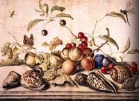 Still-Life with Plums, Cherries, and Shells