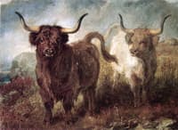 Highland Cattle