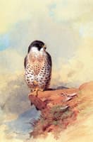A Peregrine Falcon