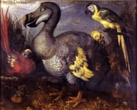 Edward's Dodo