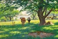 Cows in Summer