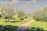 Trees in Blossom