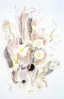Daisies