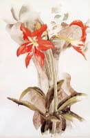 Amaryllis