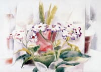 Cineraria
