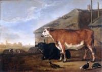 Cattle