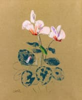 Cyclamen
