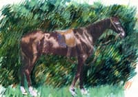 A Horse