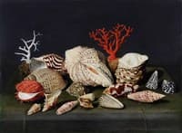 Still life with shells and coral