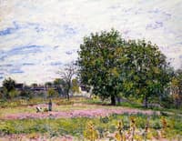 Walnut Trees, Sunset - Early Days of October