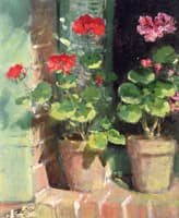 Geraniums