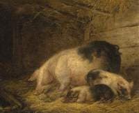 Sow and Piglets in a Sty