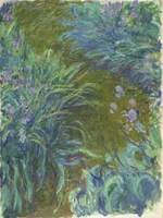 Irises