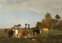 Landscape and Cattle