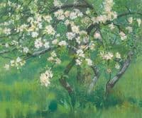 Apple Tree in Blossom