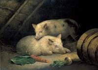 Pigs