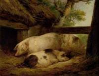 Study of Pigs