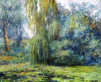 Water Lilies