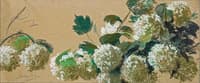 Blooming Viburnum