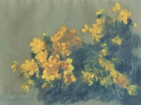 Marsh Marigolds