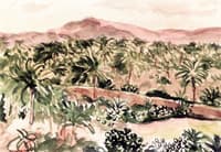 Palm Trees in Algeria