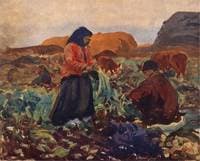 Digging beets