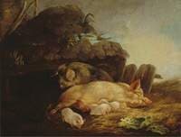 Litter of Pigs