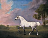 One of the Prince of Wales' Grey Horses Ambling in a Field