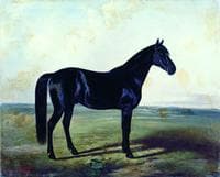 The Black Horse