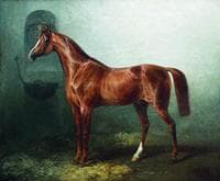 Horse in a Stable